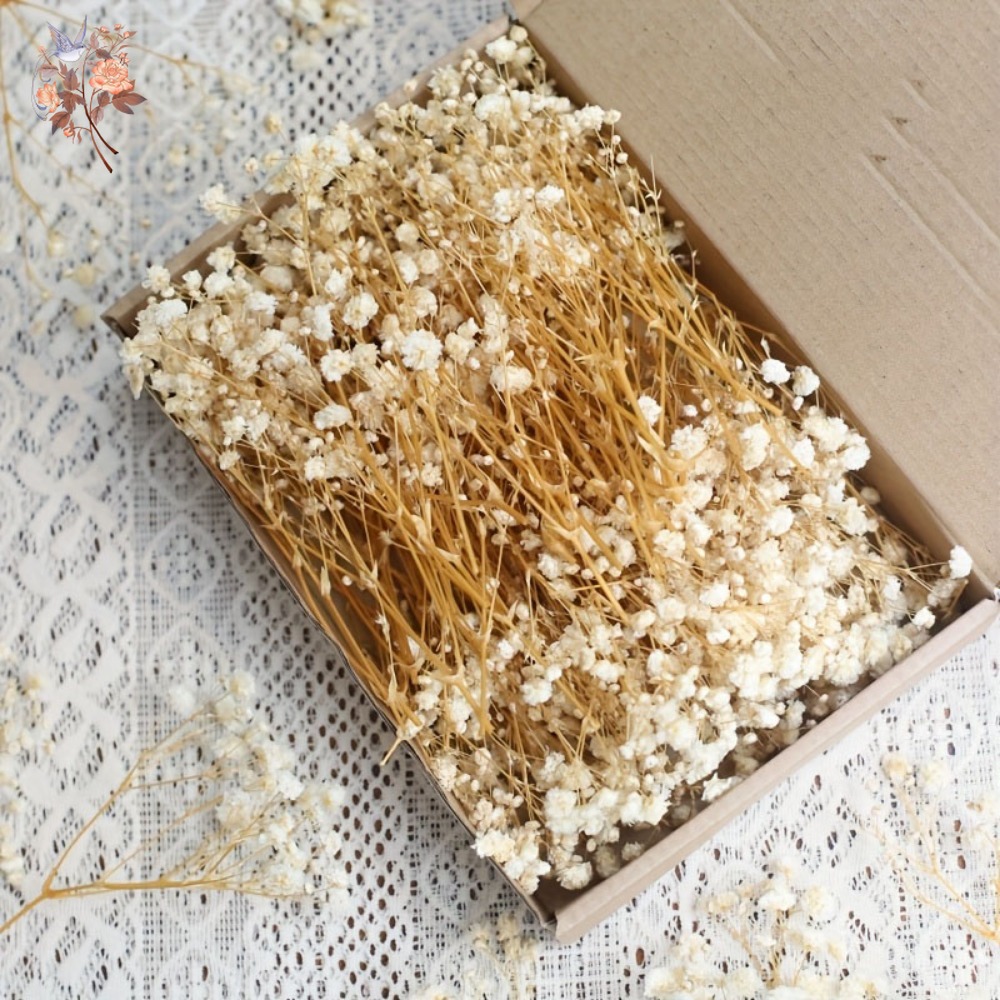 100 adet Mini Kurutulmuş Cipso - Craft Embellishments incelemesi ve fiyatı